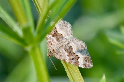 <i>Epirrhoe alternata</i>