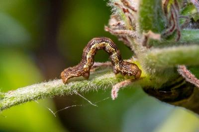 <i>Erannis defoliaria</i>