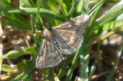 <i>Pyrausta despicata</i>