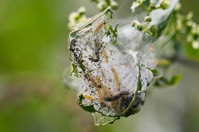 <i>Yponomeuta cagnagella</i>