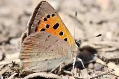 <i>Lycaena phlaeas</i>
