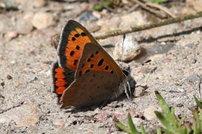 <i>Lycaena phlaeas</i>