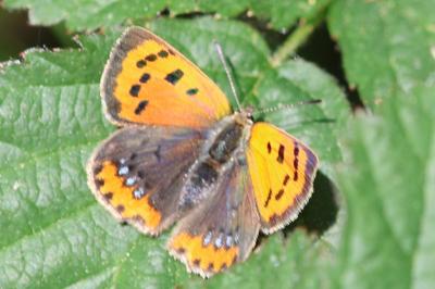 <i>Lycaena phlaeas</i>
