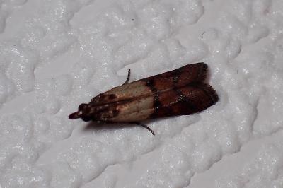 <i>Plodia interpunctella</i>