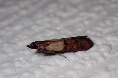 <i>Plodia interpunctella</i>