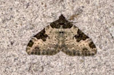 <i>Xanthorhoe fluctuata</i>