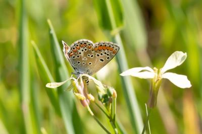 <i>Aricia agestis</i>