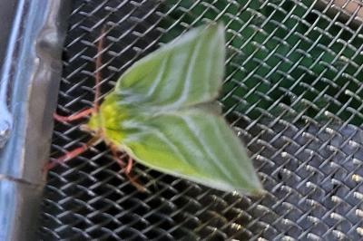 <i>Bena bicolorana</i>