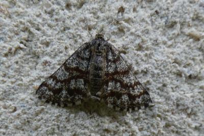 <i>Ematurga atomaria</i>