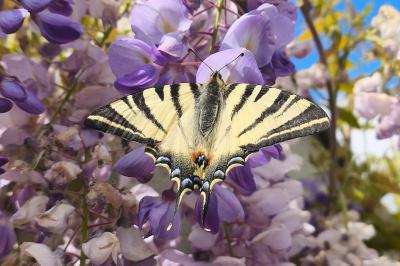 <i>Iphiclides podalirius</i>