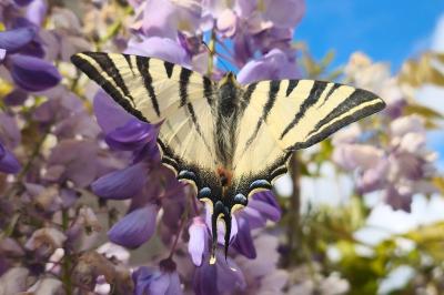 <i>Iphiclides podalirius</i>