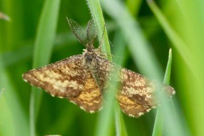 <i>Ematurga atomaria</i>