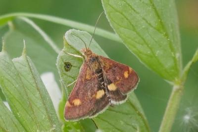 <i>Pyrausta aurata</i>