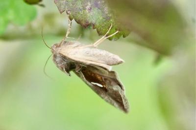 <i>Macdunnoughia confusa</i>