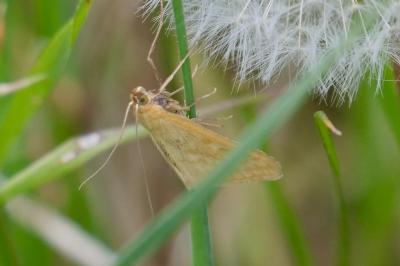 <i>Sitochroa verticalis</i>