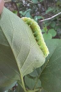 <i>Amphipyra pyramidea</i>