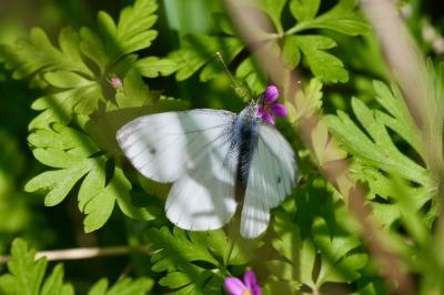 <i>Pieris napi</i>