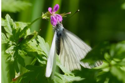 <i>Pieris napi</i>