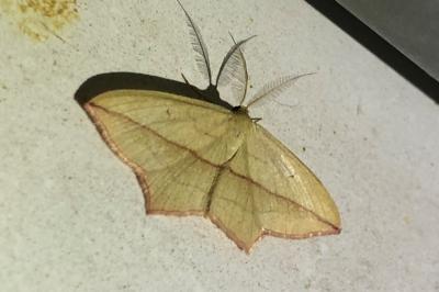 <i>Timandra comae</i>