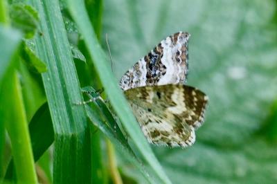 <i>Epirrhoe alternata</i>