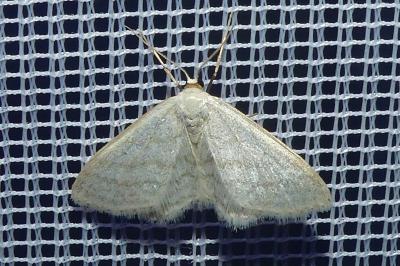 <i>Idaea subsericeata</i>