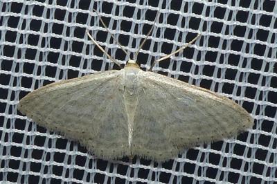<i>Idaea subsericeata</i>