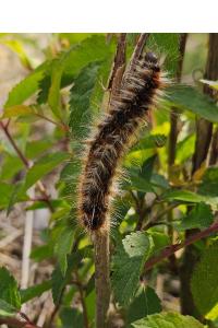 <i>Eriogaster catax</i>