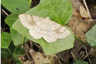 <i>Adactylotis contaminaria</i>