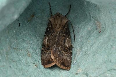 <i>Agrotis puta</i>