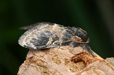 <i>Notodonta tritophus</i>