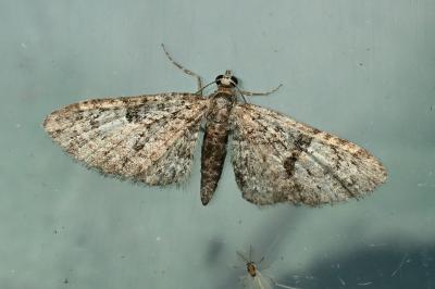 <i>Eupithecia irriguata</i>