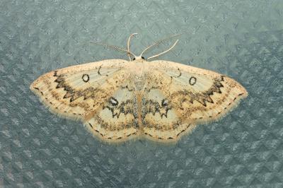 <i>Cyclophora annularia</i>