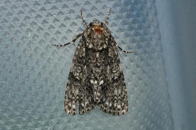 <i>Acronicta rumicis</i>