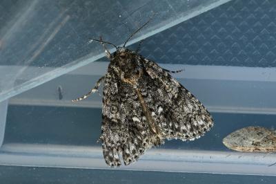 <i>Acronicta rumicis</i>