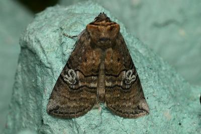 <i>Tethea ocularis</i>