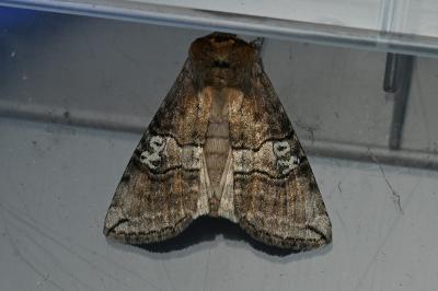 <i>Tethea ocularis</i>