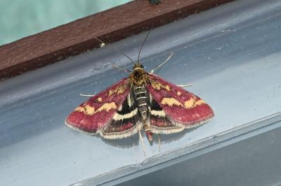 <i>Pyrausta purpuralis</i>