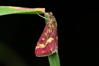 <i>Pyrausta purpuralis</i>