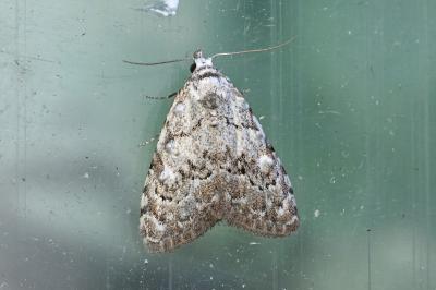 <i>Nola confusalis</i>