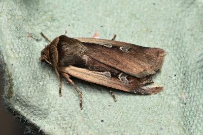 <i>Ochropleura plecta</i>