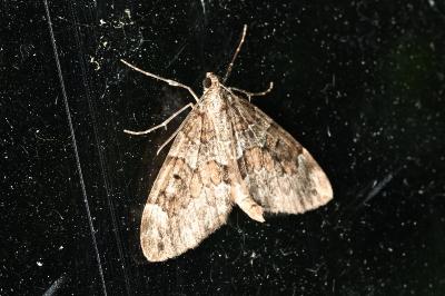 <i>Thera obeliscata</i>