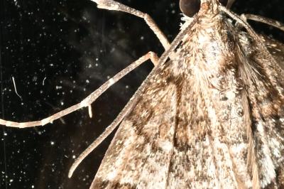 <i>Thera obeliscata</i>