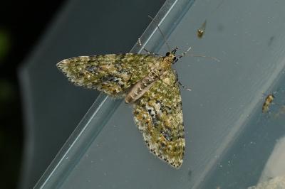 <i>Acasis viretata</i>