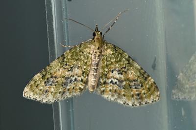 <i>Acasis viretata</i>