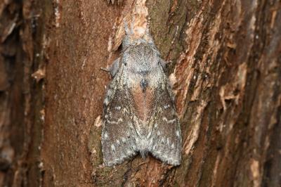 <i>Stauropus fagi</i>