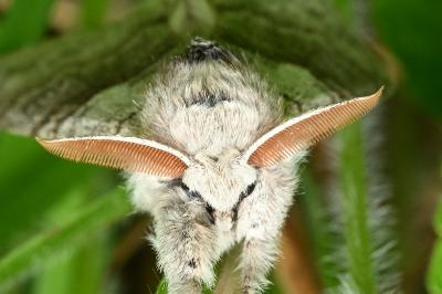 <i>Calliteara pudibunda</i>