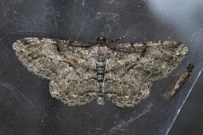 <i>Peribatodes rhomboidaria</i>