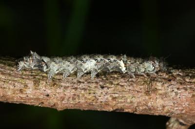 <i>Allophyes oxyacanthae</i>