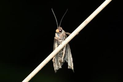 <i>Notocelia cynosbatella</i>