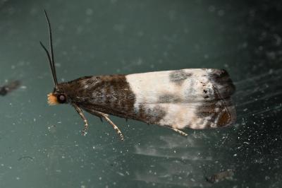 <i>Notocelia cynosbatella</i>